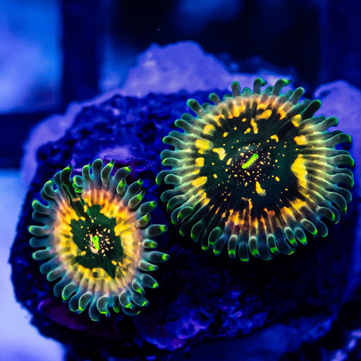 Ultra Zoas - Reef Exclusive MA LLC