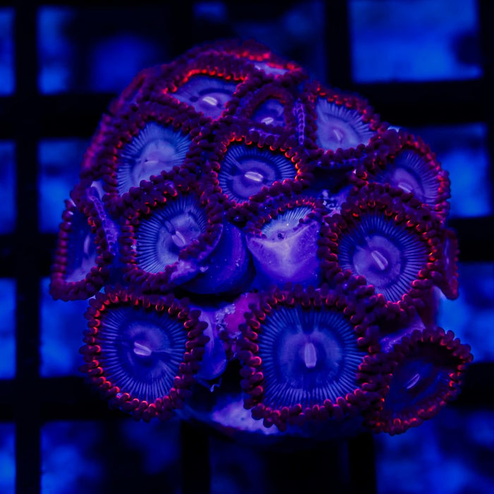 Ultra Zoas - Reef Exclusive MA LLC