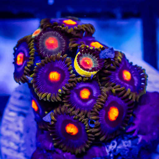 Ultra Zoas - Reef Exclusive MA LLC