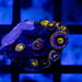 Ultra Zoas - Reef Exclusive MA LLC