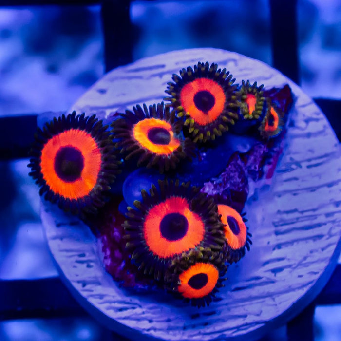 Ultra Zoas - Reef Exclusive MA LLC