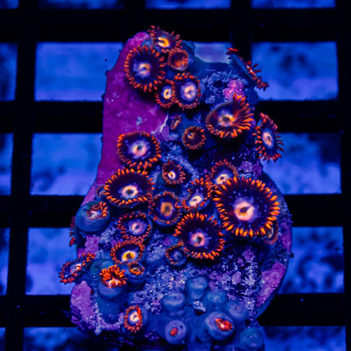 Ultra Zoas Frag - Reef Exclusive MA LLC