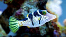 Valentini Puffer Fish (Canthigaster Valentini) - Reef Exclusive MA LLC