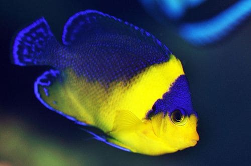 Venustus Angel (Centropyge Venustus) - Reef Exclusive MA LLC