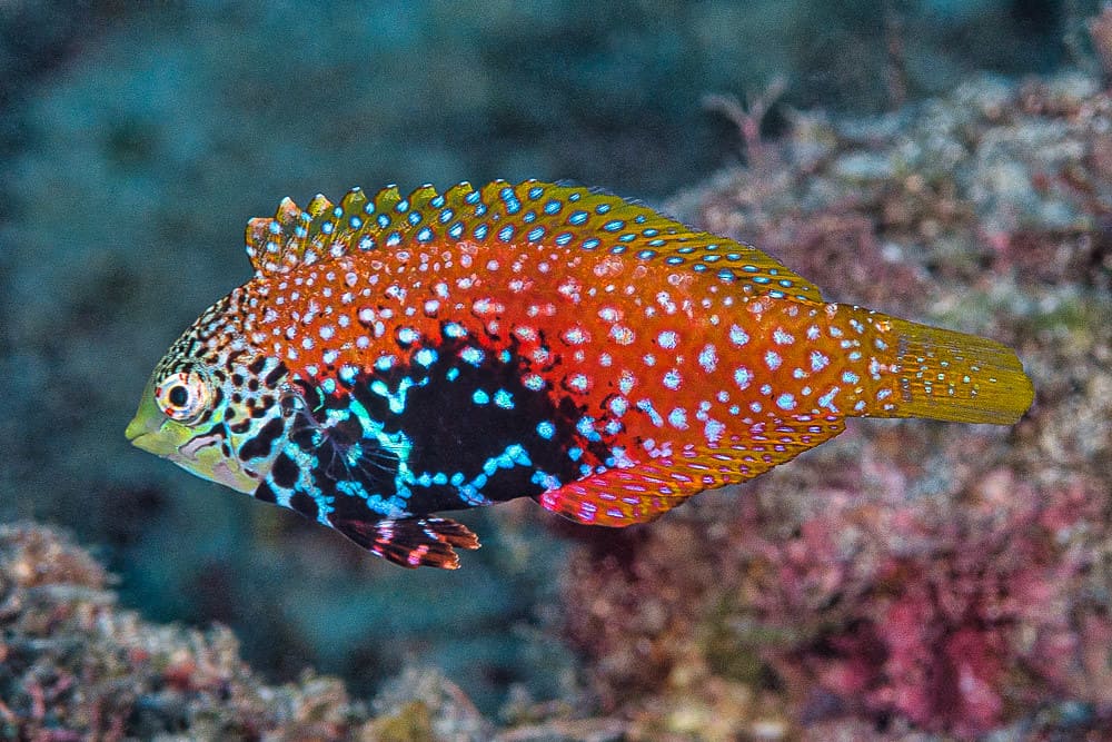 Vermiculate Leopard Wrasse (Macropharyngodon Bipartitus) - Reef Exclusive MA LLC