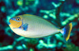 Vlamingii Tang (Bignose Unicornfish) - Reef Exclusive MA LLC