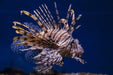 Volitan Lionfish (Pterois Volitans) - Reef Exclusive MA LLC