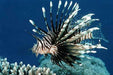 Volitan Lionfish (Pterois Volitans) Black - Reef Exclusive MA LLC