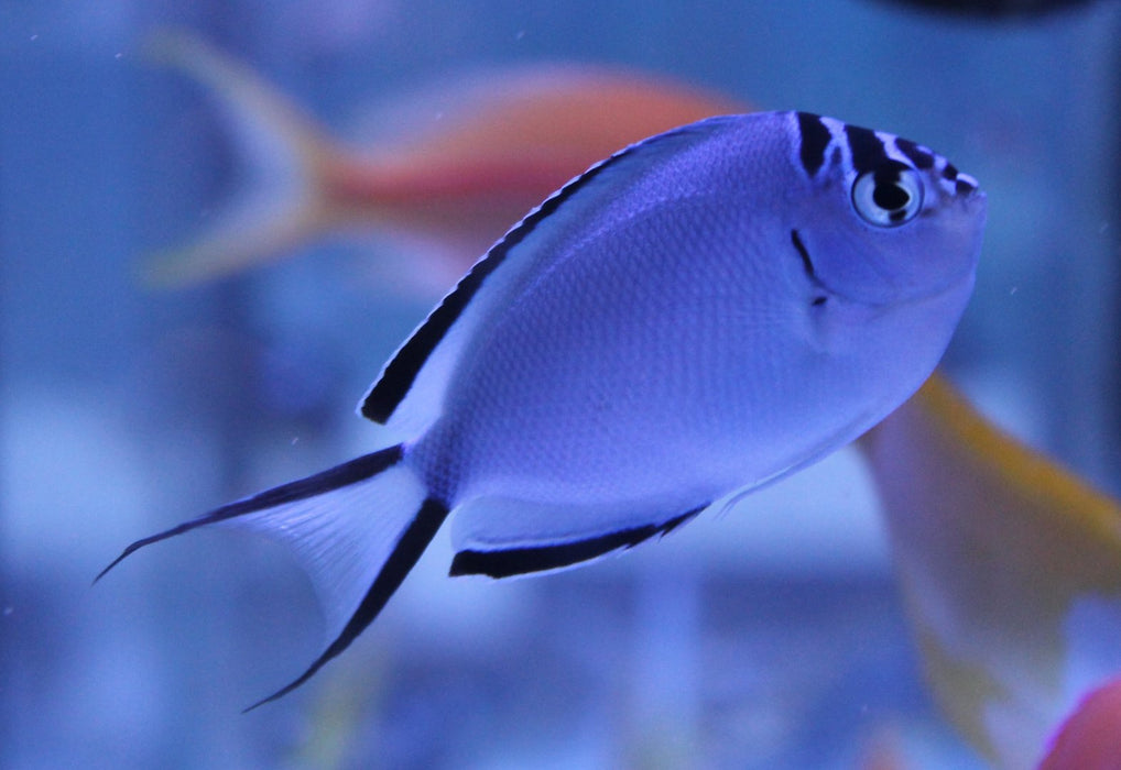 Watanabei Angelfish (Genicanthus Watanabei) Female - Reef Exclusive MA LLC