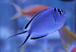 Watanabei Angelfish (Genicanthus Watanabei) Female - Reef Exclusive MA LLC