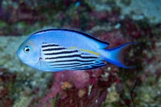 Watanabei Angelfish (Genicanthus Watanabei) Male - Reef Exclusive MA LLC