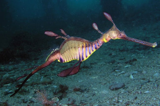 Weedy Seadragon (Phyllopteryx Taeniolatus) - Reef Exclusive MA LLC