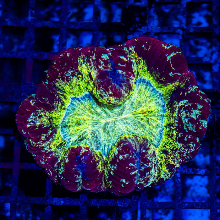 Wellsophyllia Ultra Сolored - Reef Exclusive MA LLC