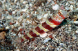 Wheeleri Goby (Amblyeleotris Wheeleri) - Reef Exclusive MA LLC