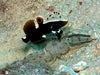 White Cap Goby (Lotilia Graciliosa) - Reef Exclusive MA LLC