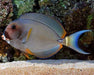 White Face Tang (Acanthurus Leucocheilus) - Reef Exclusive MA LLC