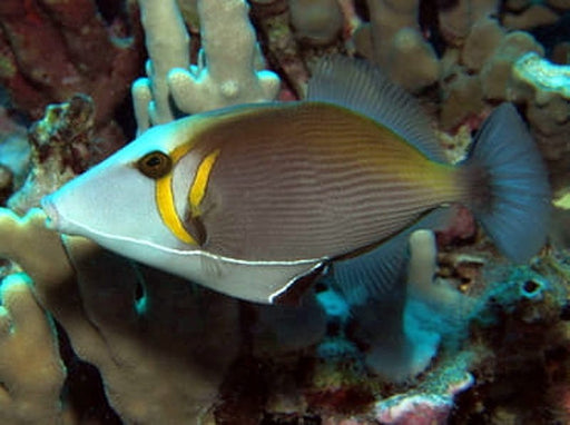 White Line Trigger (Sufflamen Bursa) Hawaii - Reef Exclusive MA LLC