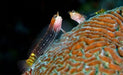 White - lined comb - tooth (Ecsenius Pictus) - Reef Exclusive MA LLC