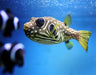 White Spotted Pufferfish (Arothron Hispidus) - Reef Exclusive MA LLC