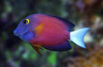 White Tail Bristletooth Tang (Ctenochaetus Flavicauda) - Reef Exclusive MA LLC