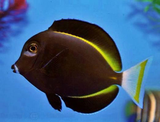 Whitecheek Tang (Acanthurus Nigricans) - Reef Exclusive MA LLC