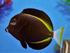 Whitecheek Tang (Acanthurus Nigricans) - Reef Exclusive MA LLC