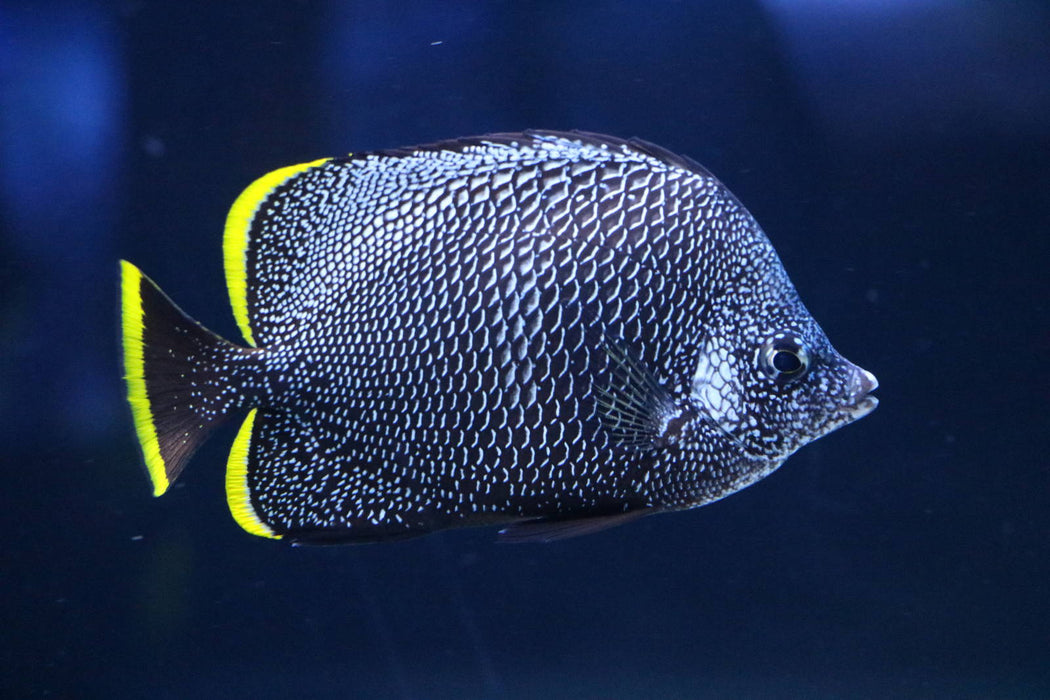 Wrought Iron Butterfly (Chaetodon Daedalma) - Reef Exclusive MA LLC