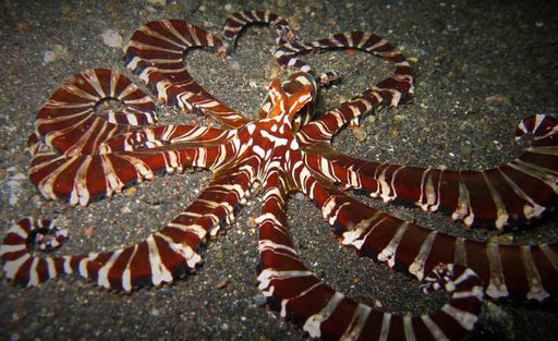 Wunderpus Octopus (Wunderpus photogenicus) - Reef Exclusive MA LLC