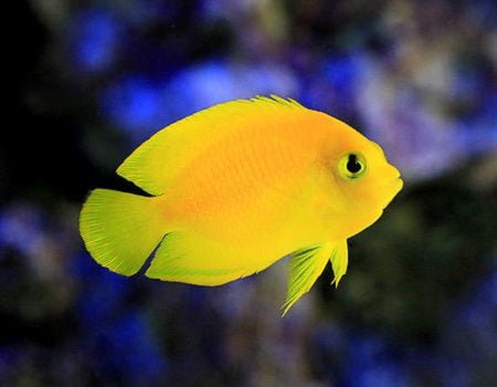 Yellow Angelfish (Centropyge Heraldi) - Reef Exclusive MA LLC