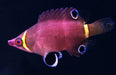 Yellow Banded Possum Wrasse (Wetmorella Nigropinnata) - Reef Exclusive MA LLC