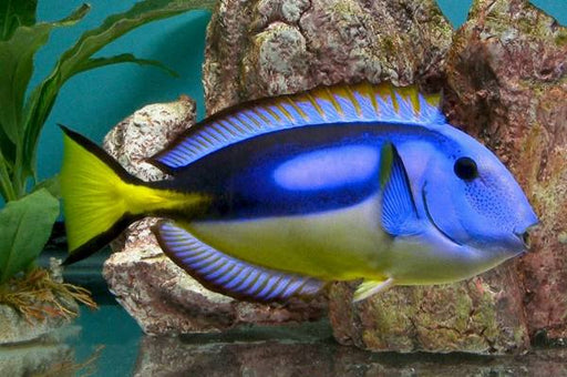 Yellow Belly Blue Tang (Paracanthurus Hepatus var.) - Reef Exclusive MA LLC