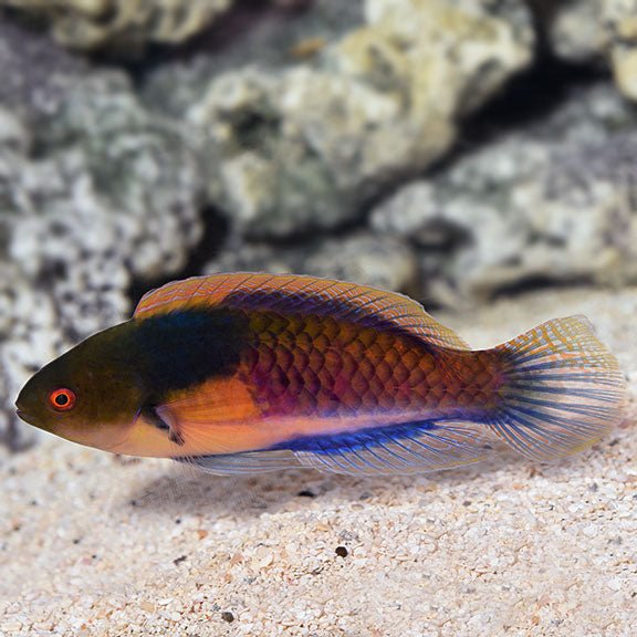 Yellow - Flanked Fairy Wrasse (Cirrhilabrus ryukyuensis) Male - Reef Exclusive MA LLC