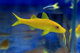 Yellow Goatfish (Parupeneus Cyclostoma) - Reef Exclusive MA LLC