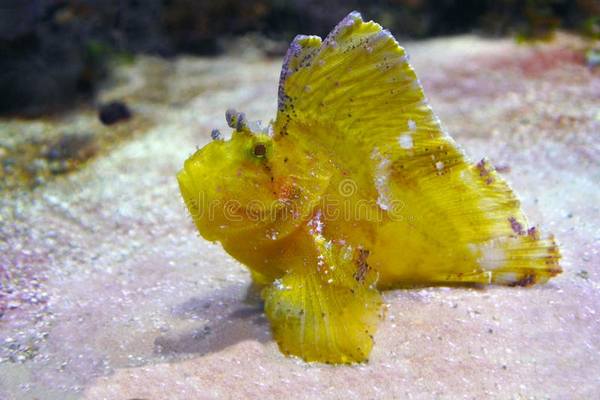 Yellow Leaf Scorpionfish (Taenianotus Triacanthus) - Reef Exclusive MA LLC