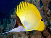 Yellow Longnose Butterflyfish (Forcipiger Flavissimus) - Reef Exclusive MA LLC