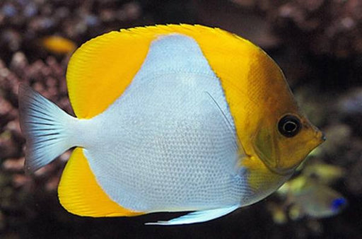 Yellow Pyramid Butterflyfish (Hemitaurichthys Polylepis) - Reef Exclusive MA LLC