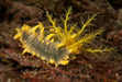 Yellow Sea Cucumber (Colochirus Robustus) - Reef Exclusive MA LLC