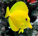 Yellow Tang (Zebrasoma Flavescens) - Reef Exclusive MA LLC