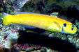 Yellow Tilefish (Hoplolatilus gluteus) - Reef Exclusive MA LLC