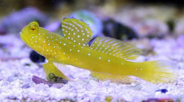 Yellow Watchman Goby (Cryptocentrus Cinctus) - Reef Exclusive MA LLC