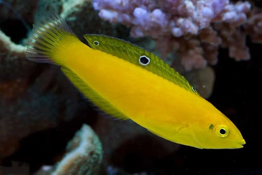 Yellow Wrasse (Halichoeres Chrysus) - Reef Exclusive MA LLC