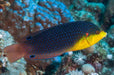 Yellowchest Twist Wrasse (Anampses Twistii) - Reef Exclusive MA LLC