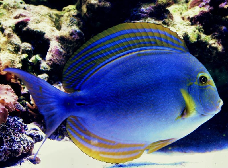 Yellowfin Tang (Acanthurus Xanthopterus) - Reef Exclusive MA LLC