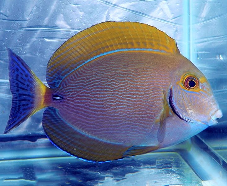 Yellowfin Tang (Acanthurus Xanthopterus) - Reef Exclusive MA LLC