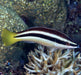 Yellowtail Cleaner Wrasse (Diproctacanthus Xanthurus) - Reef Exclusive MA LLC