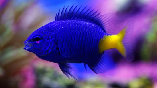 Yellowtail Damselfish (Chrysiptera Parasema) - Reef Exclusive MA LLC