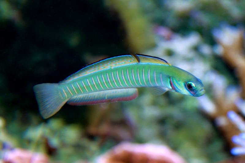 Zebra Barred Dartfish (Ptereleotris Zebra) - Reef Exclusive MA LLC