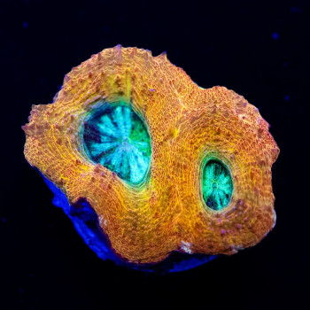 Acanthastrea Bowerbanki Crazy Orange Mint Eye