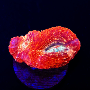 Acanthastrea Bowerbanki Red Colored Eyes