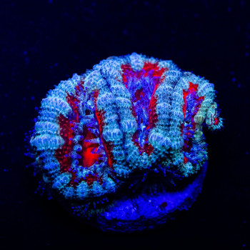 Colored Contrast Acan Frag